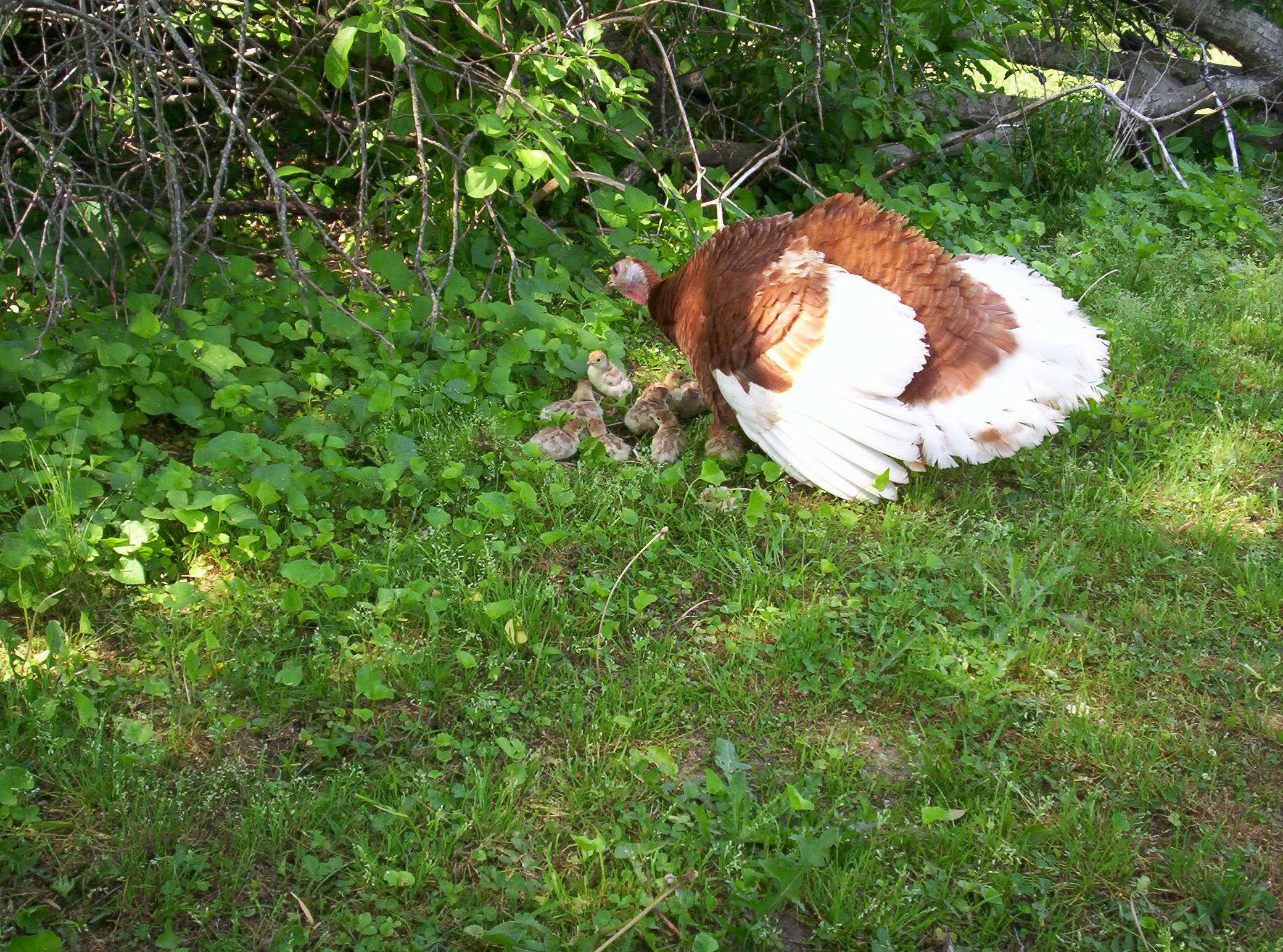 Mama Bourbon Red Turkey hen with her clutch. Unfortunately, mama and babies were wiped out by a pair of bald eagles.
