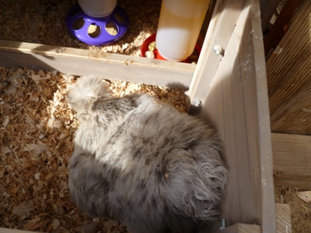 Mama broody - Cookie