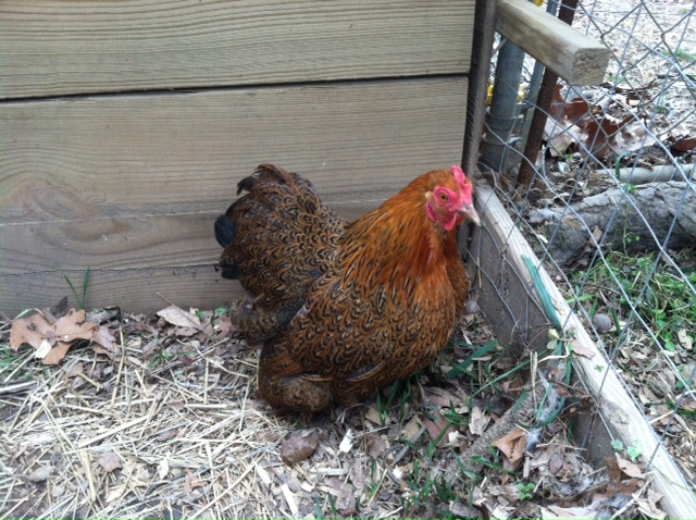 Mama Cass a Bantam Partridge Cochin