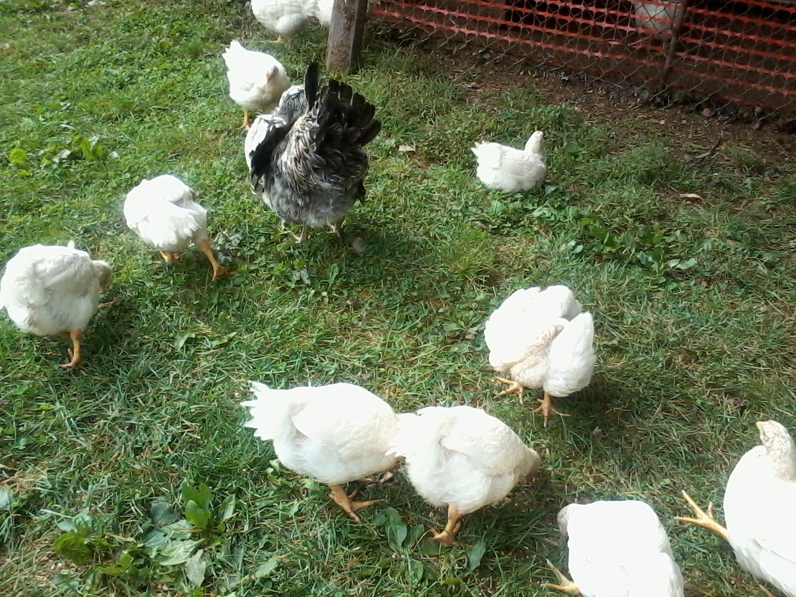 mama checking on the chicks
