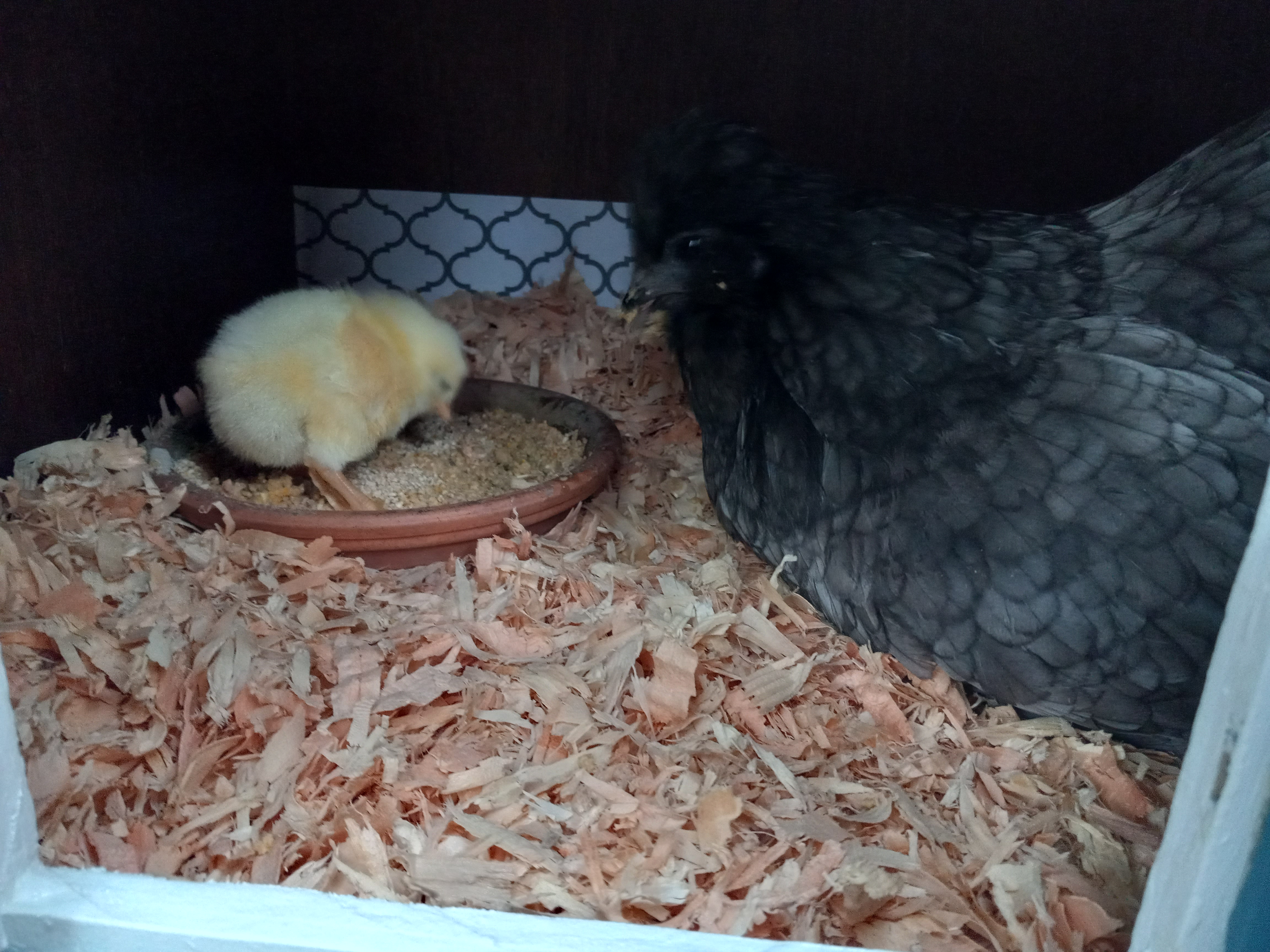 Mama & chick