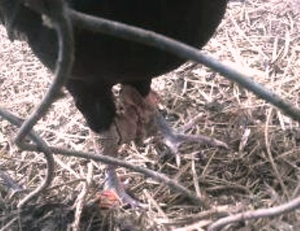 Mama Chicken's support, that allowed her to walk, in the early stages of Merik's