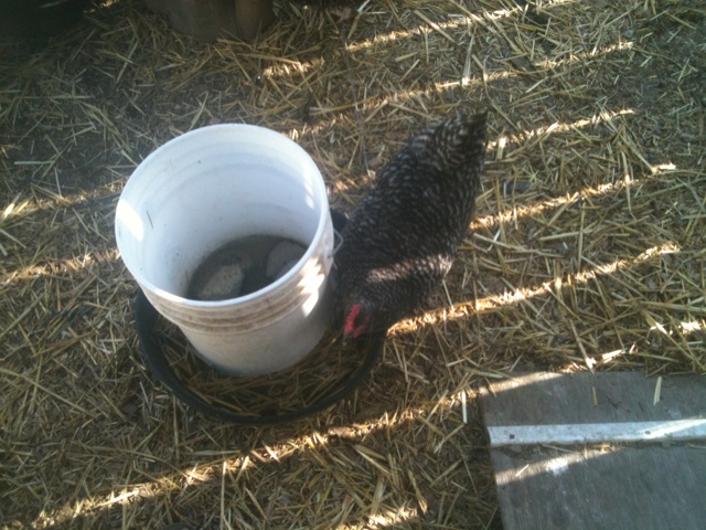 mama getting a drink