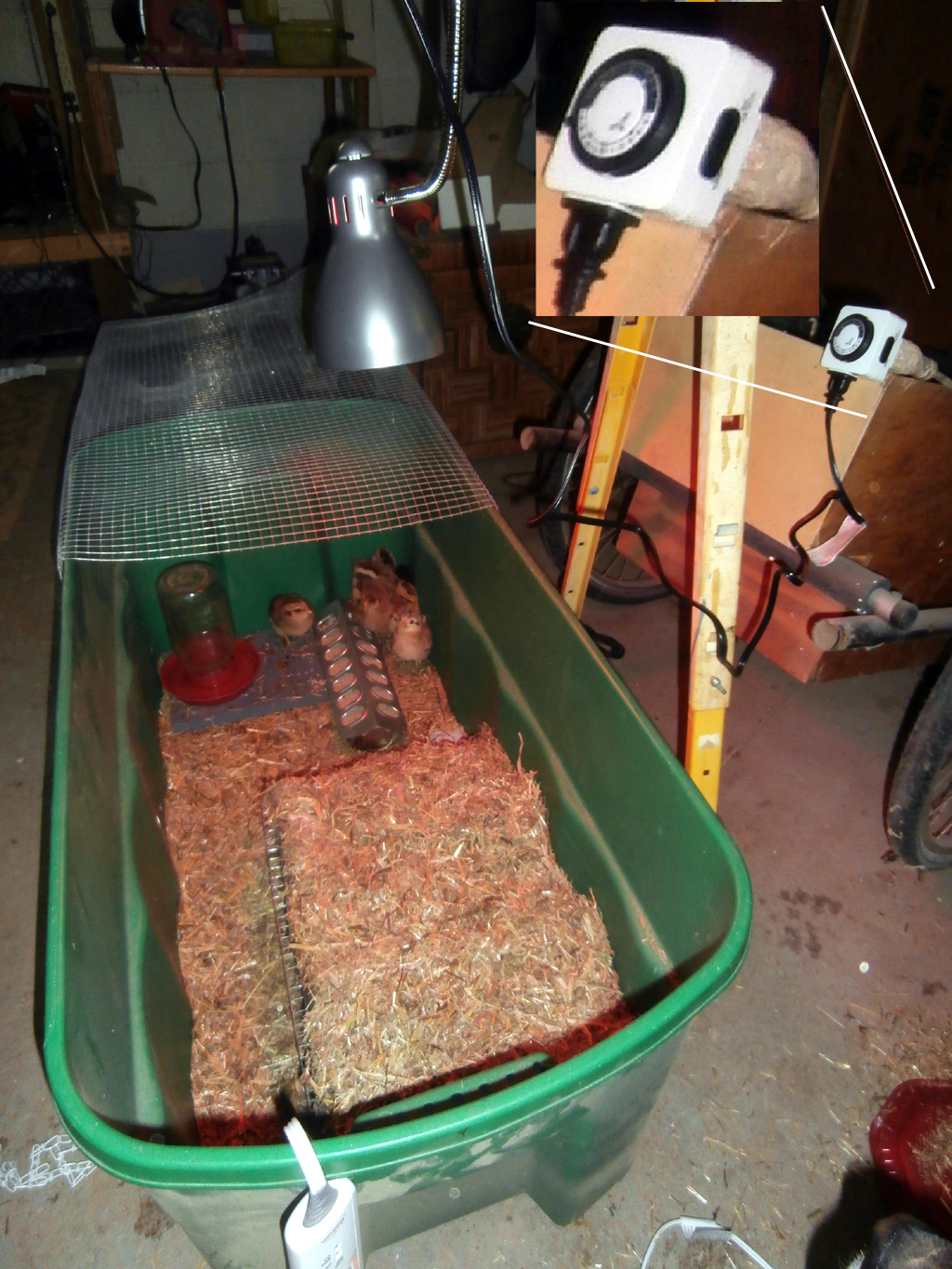 Mama Heating Pad brooder bin. The light is an LED and is timer controlled to give a day/night cycle.