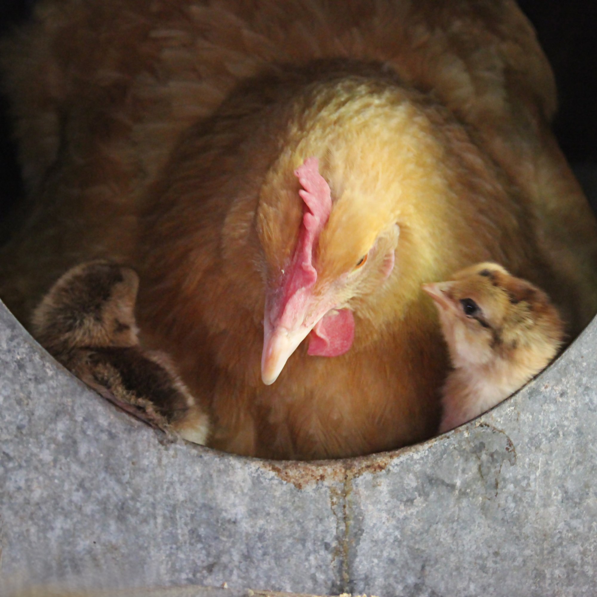 Mama Hen With Chicks