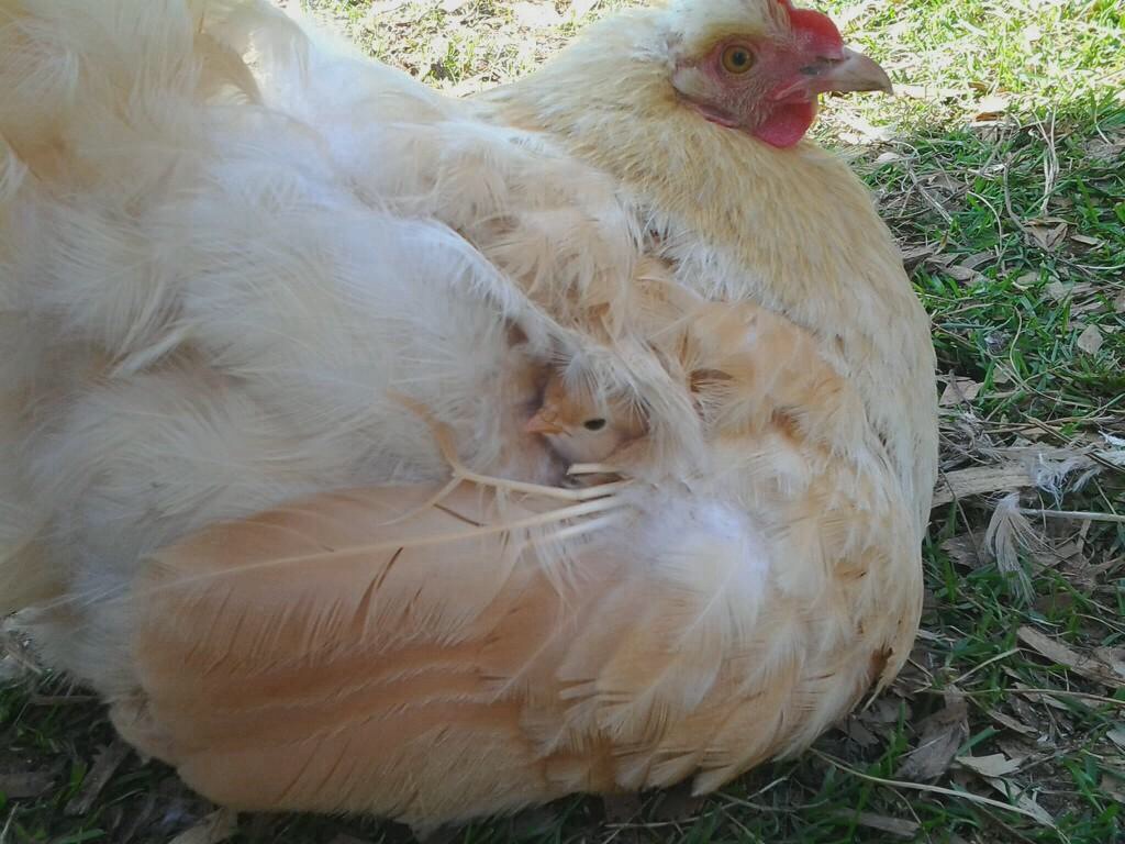 Mama hen's first chick!