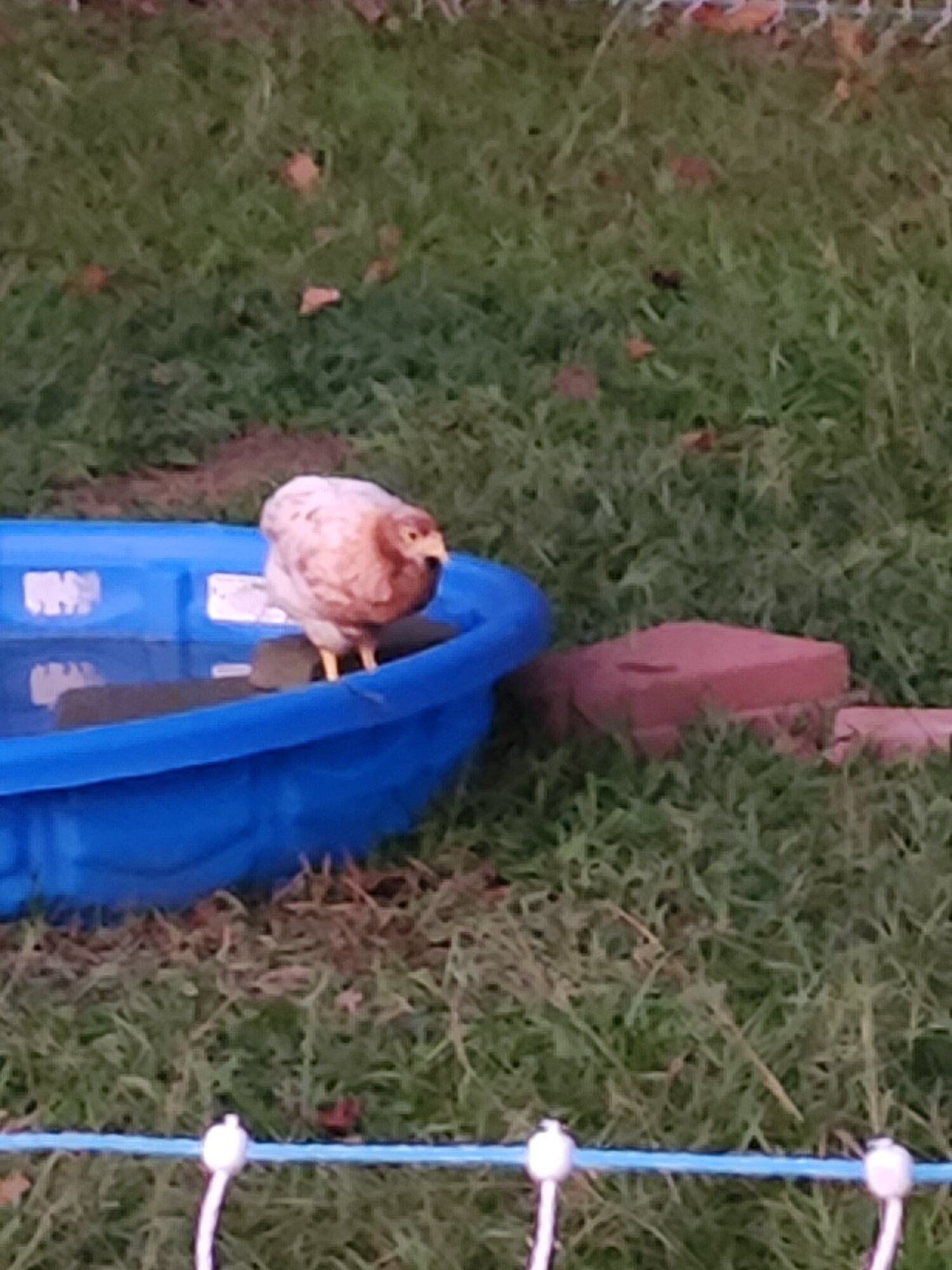 Mama I wanna be a duck