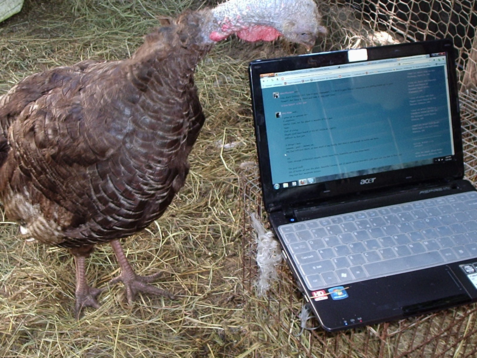 Mama Nar taking a look at my netbook.  I spend a lot of time sitting with my flock.  Oddball.