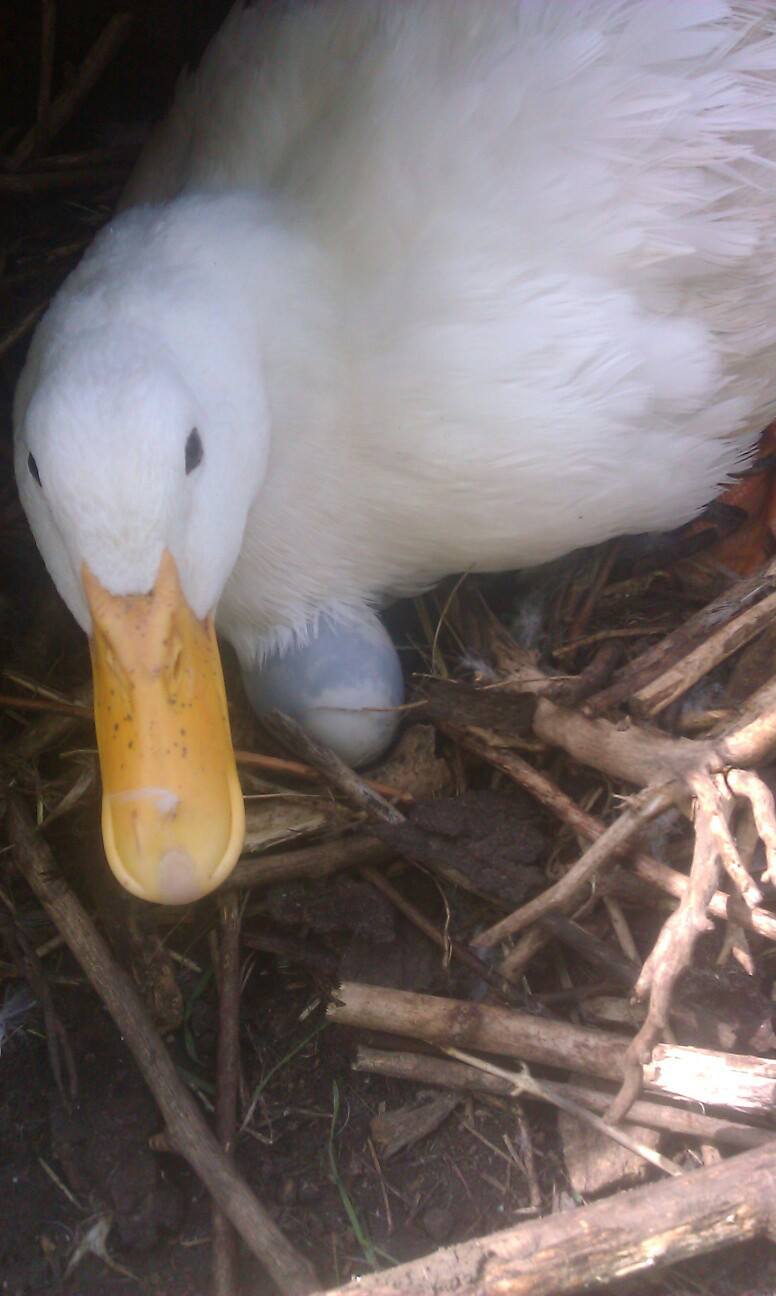 Mama Pekin Duck sat on eggs