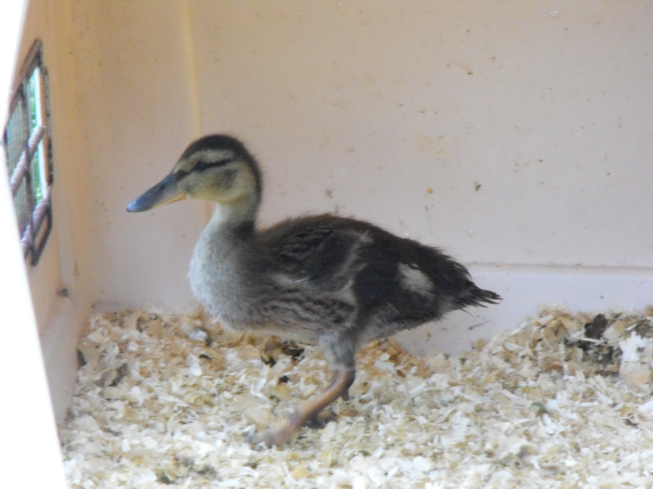 Mama Quack when she came home.