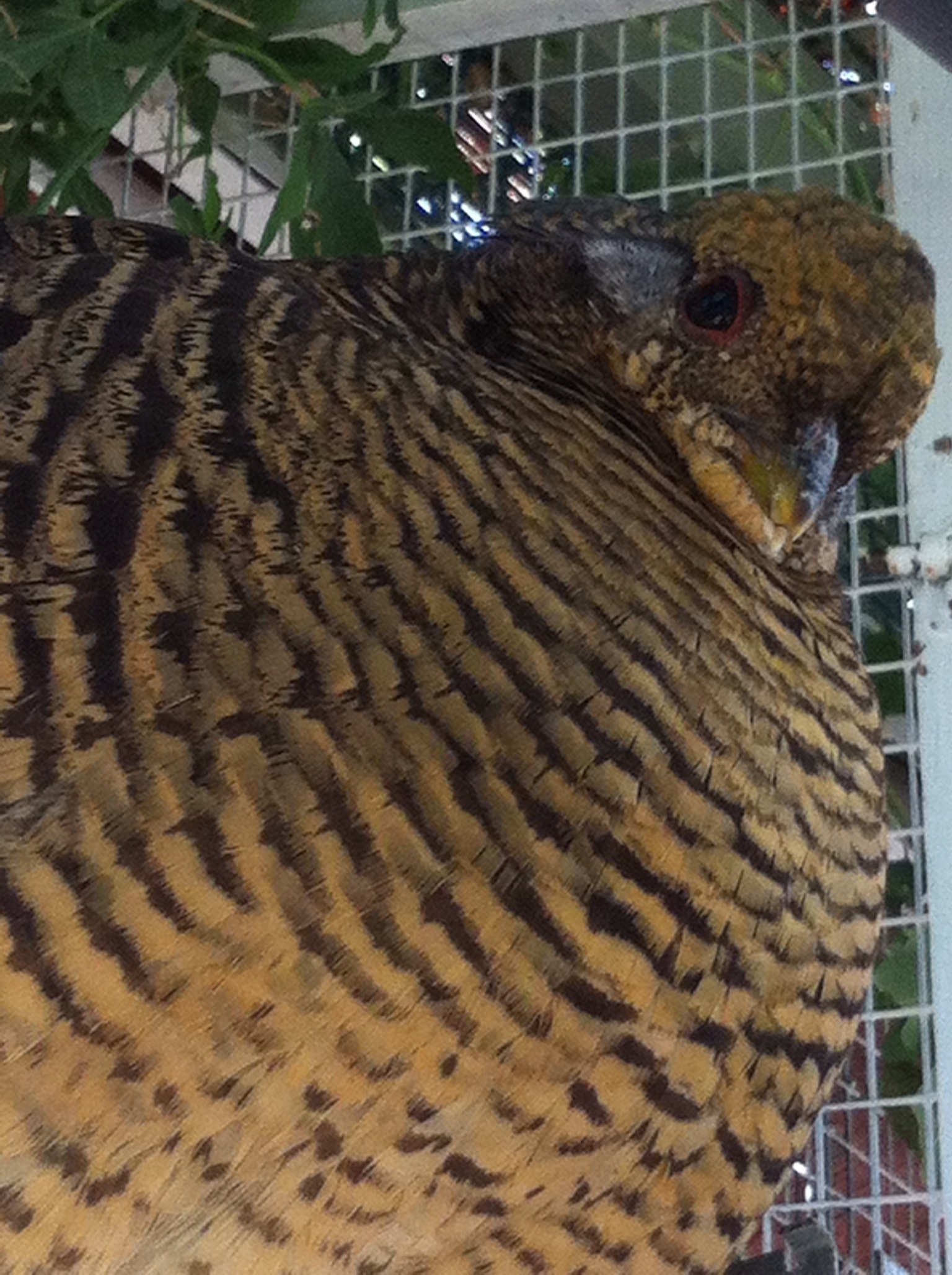 Mama Roe-Red Gold Pheasant #1