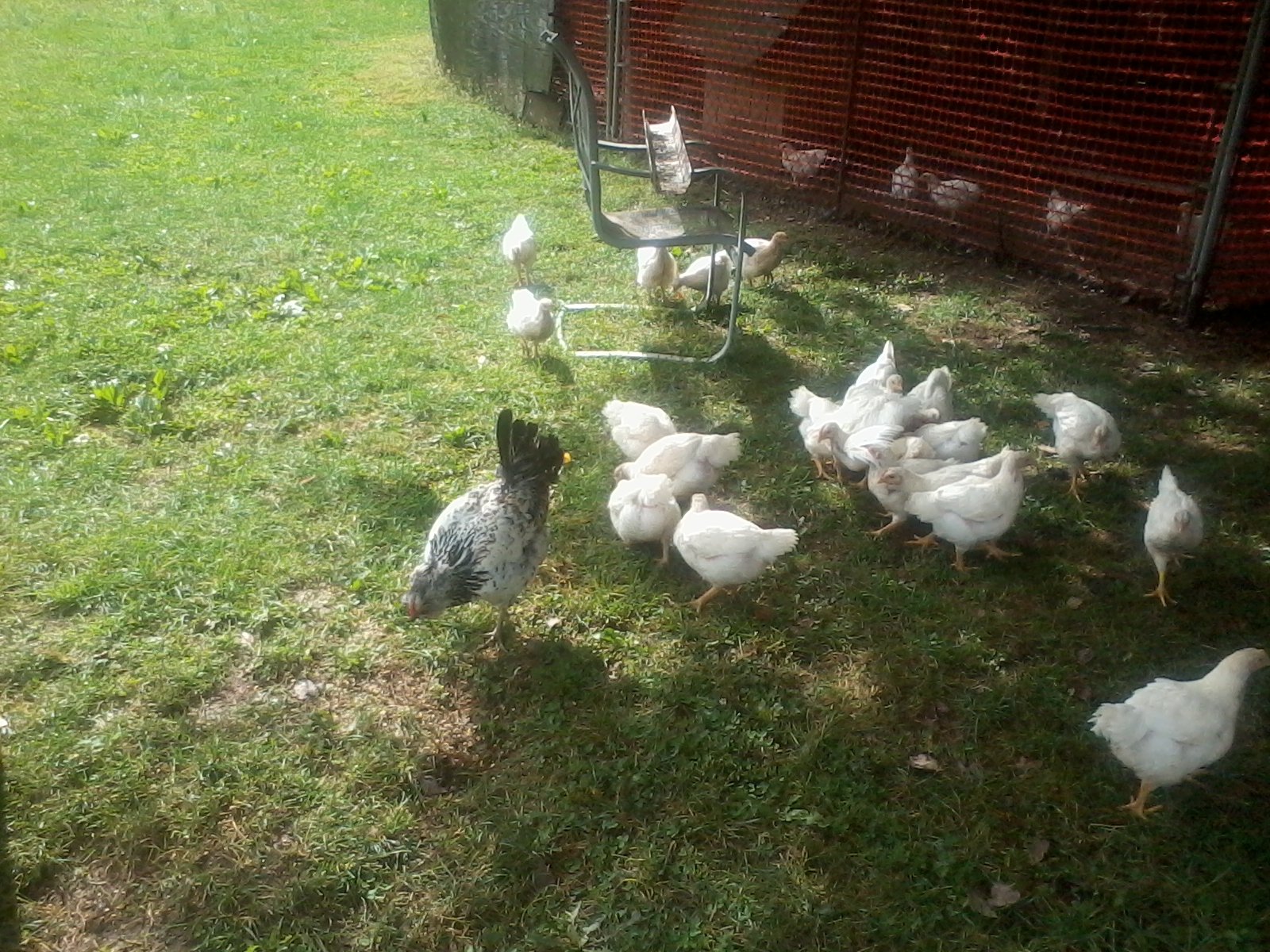 mama showing the chicks how to eat