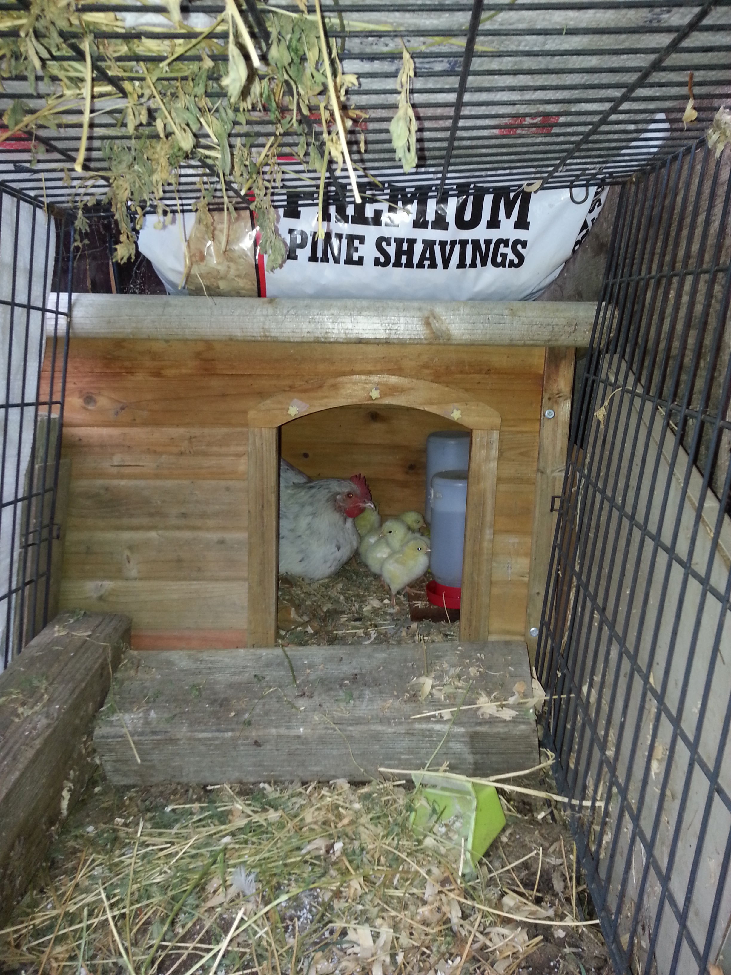 Mama Splash Marans with Cornish Cross chicks