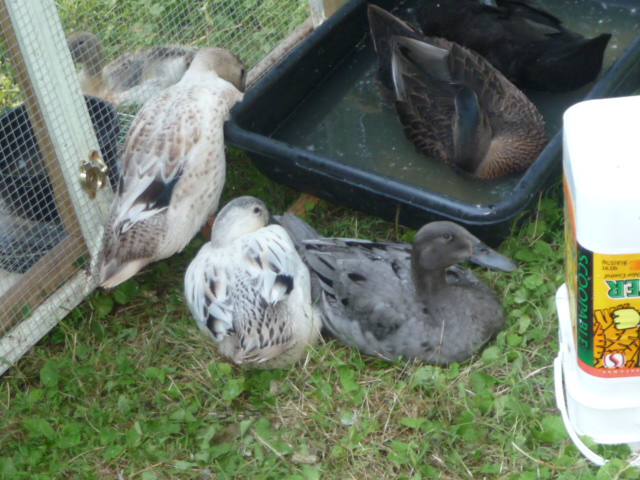 Mami Crackers, our Blue runner, adopted the other four when she was two weeks old.  She has been a great mom and now is the Primary duck, she is
also the one who always sees the Red Tailed hawk first.