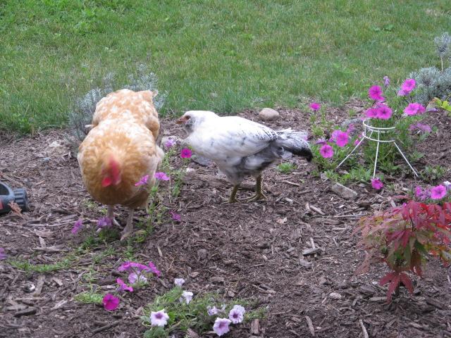 Mamma and Baby.