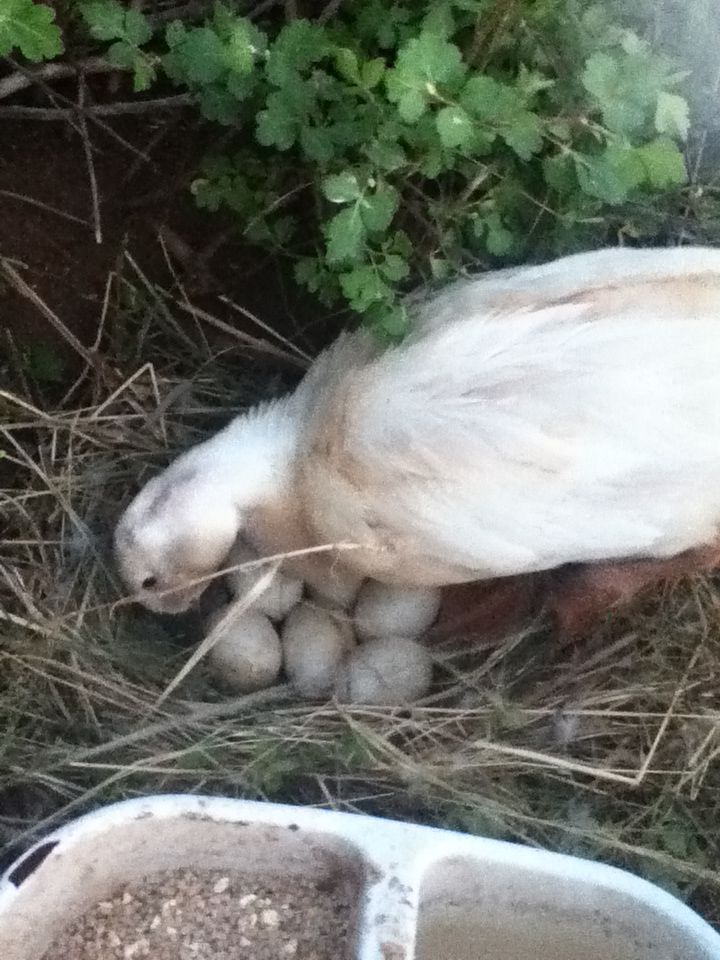 Mamma duck with her 6 eggs