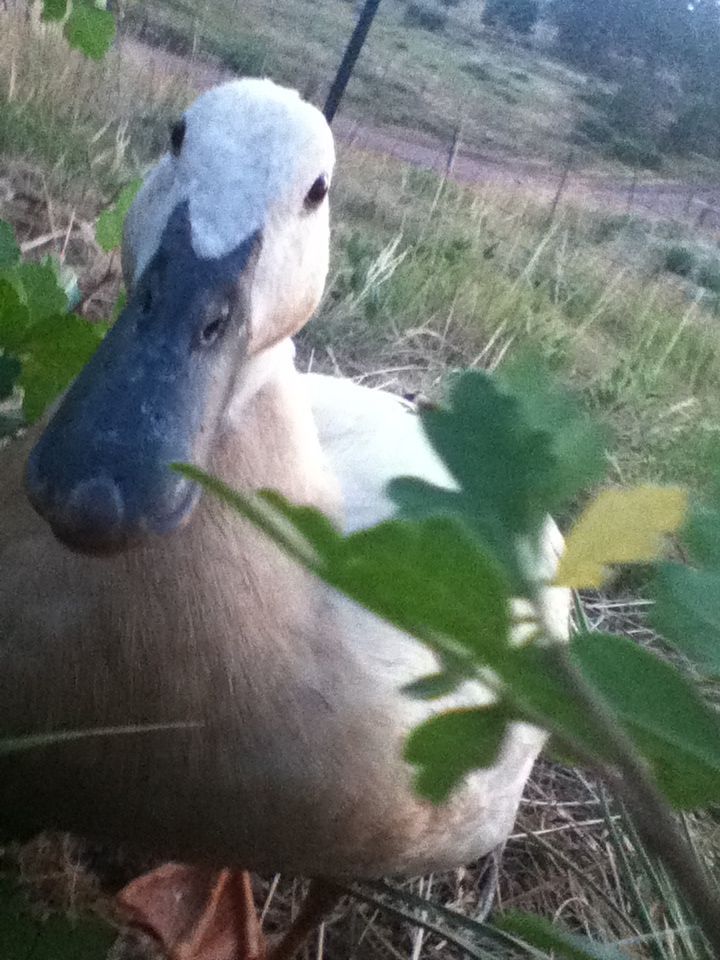 Mamma duck
