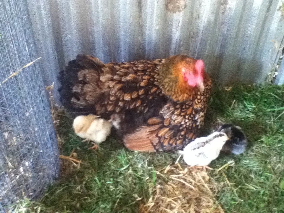 Mamma Fluffy Butt, our Golden Laced Wyandotte who went broody a few weeks ago, you can only see a few of the bravest chicks, these are actually the one's she hatched herself, there were 5 but the other 2 got away from her and sadly were stomped by my goat, (in her defense she didn't know what they were!!)  The other 7 still hiding under her fluff I bought from a hatchery and she welcomed them under her wings when her own were already 4 days old!  Amazing mamma!!!  She hatched eggs from my entire flock rather than just her own, so these 3 babies all look different, but Im hoping that being raised by her they will develop her laid back personality, although she has been protective of the chicks.