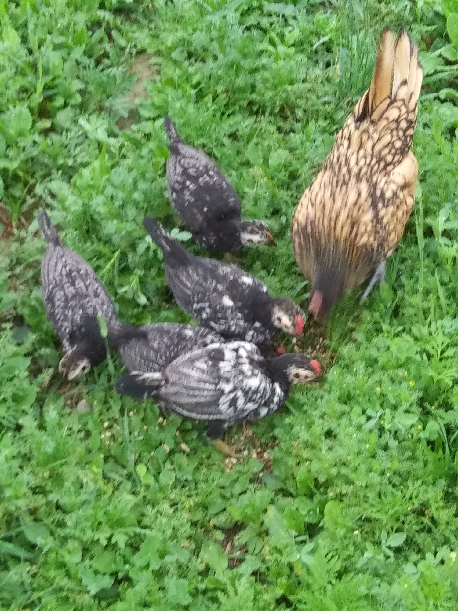 Mamma Hen with Chicks