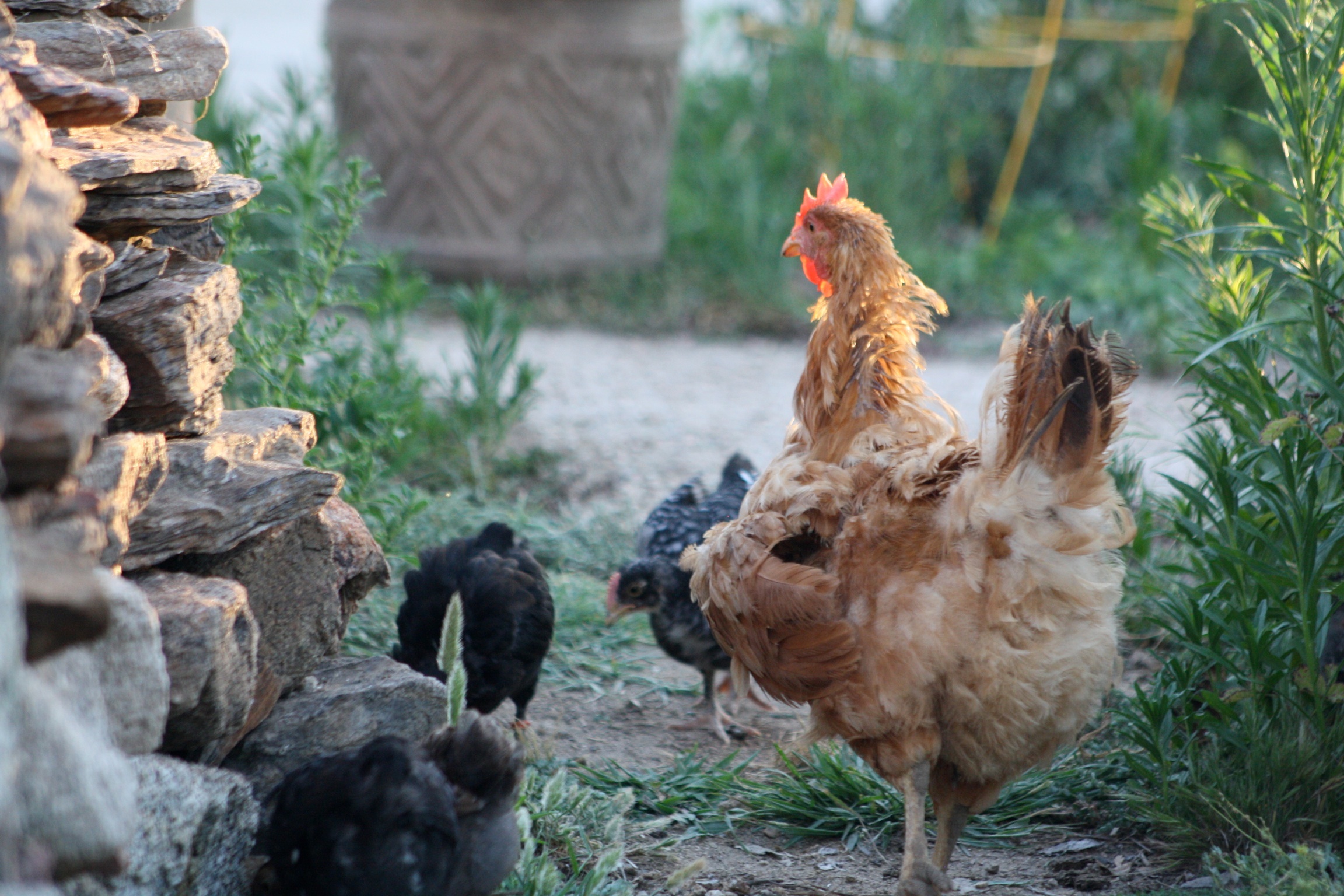Mamma Lucy BackYard Chickens Learn How to Raise Chickens