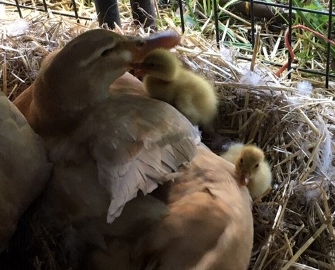 MammaDuck12020.jpg