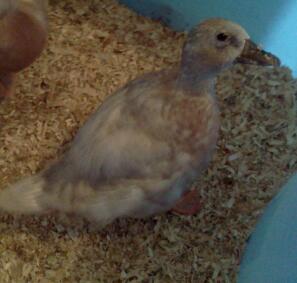 Mammie as a duckling...so cute