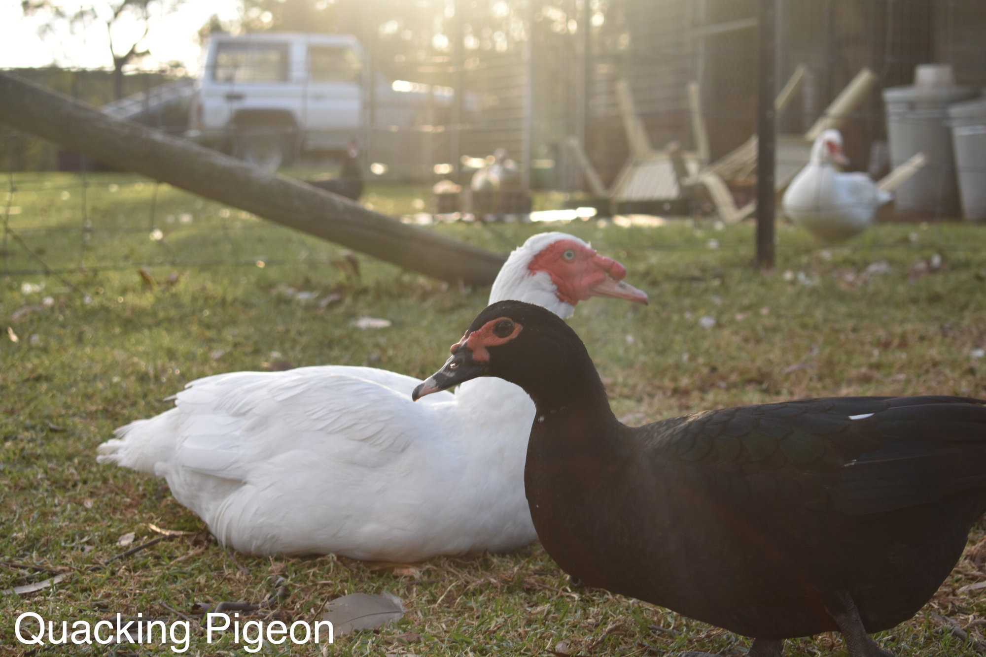 Mammoth & a Black scovy-duck