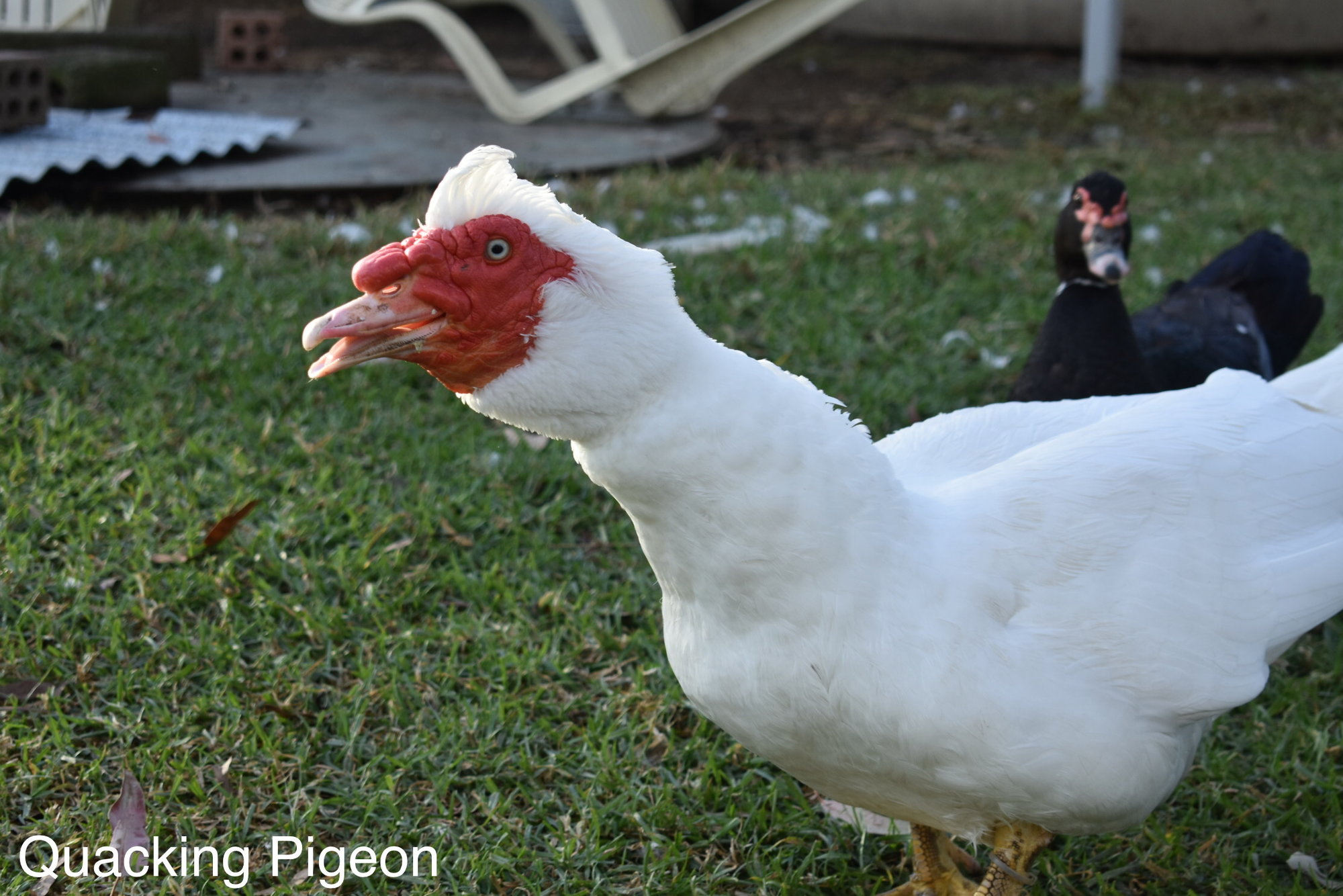 Mammoth the Muscovy