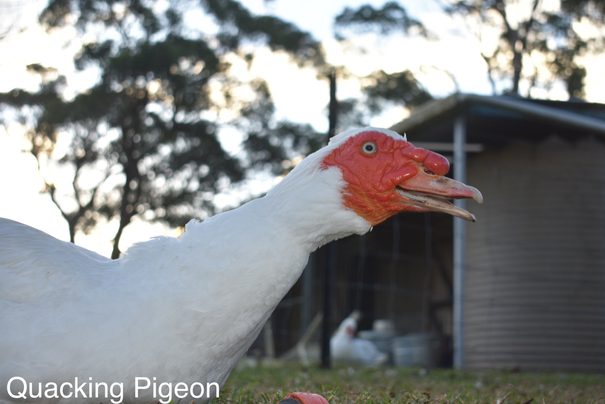 Mammoth the Muscovy