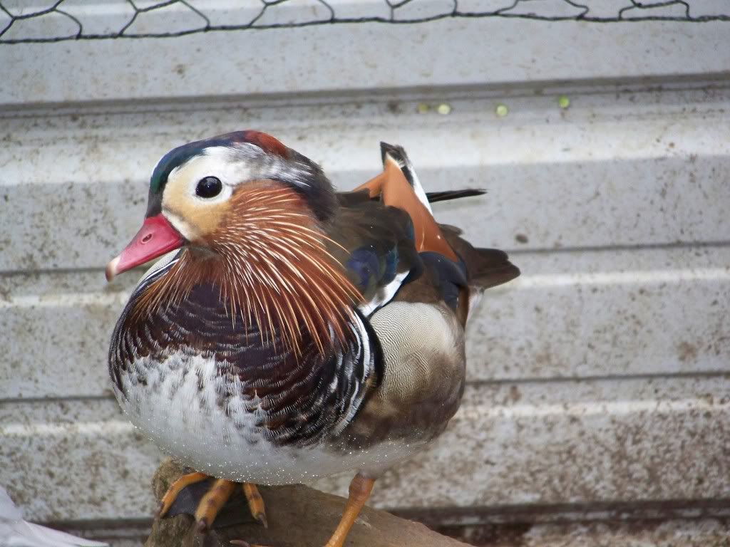 Mandarin Drake going into eclipse