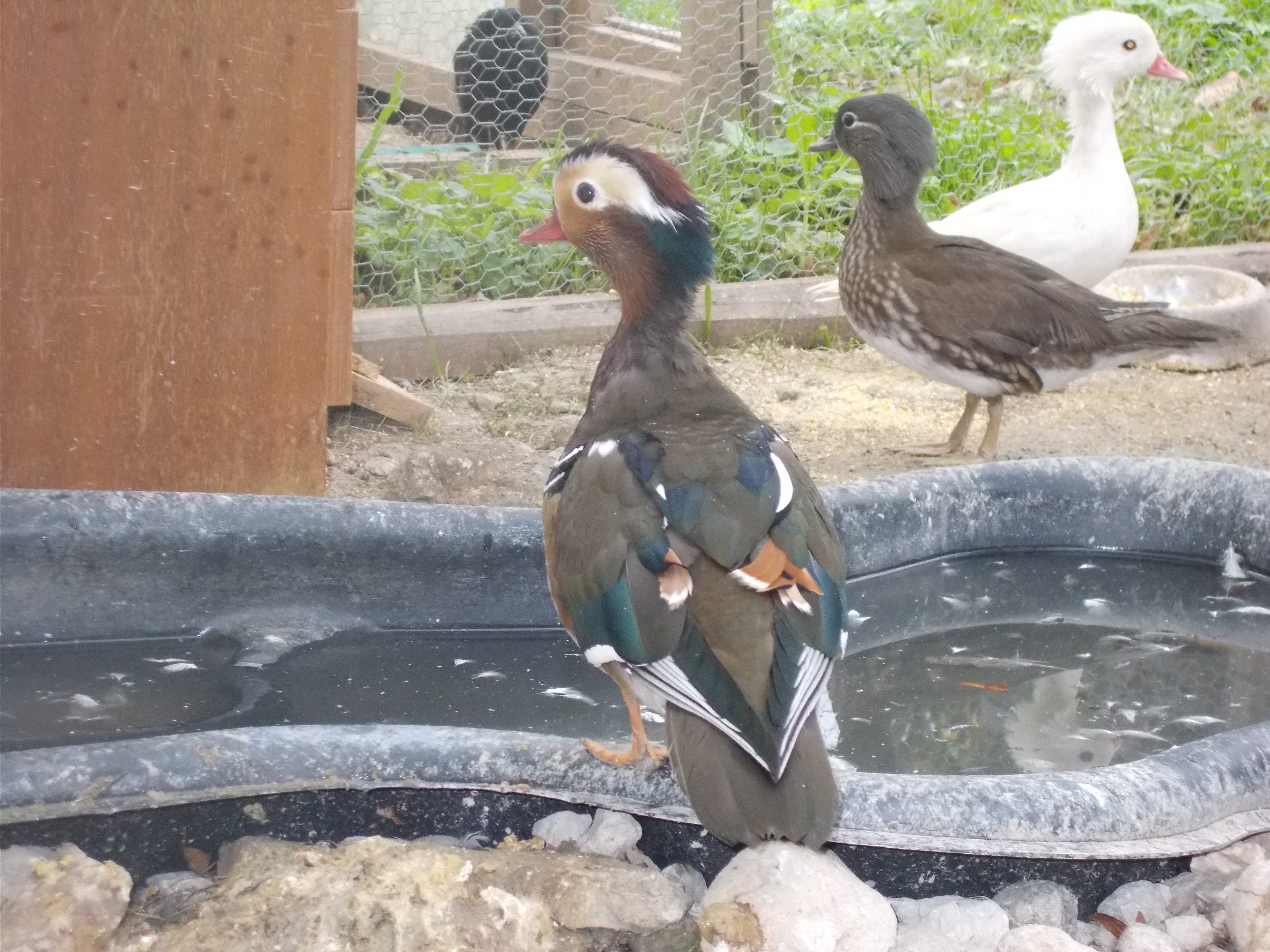 Mandarin ducks