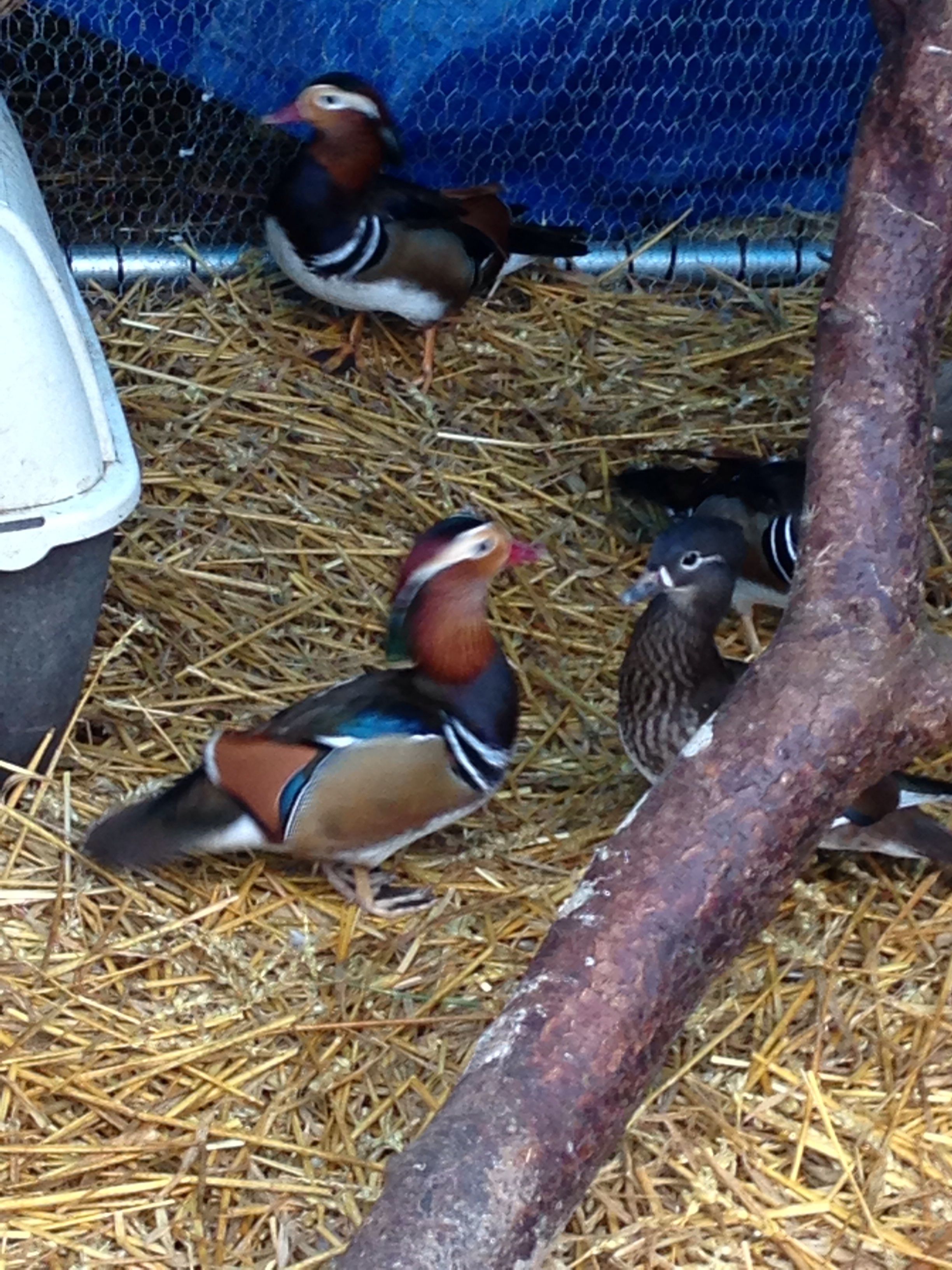 Mandarin pairs
