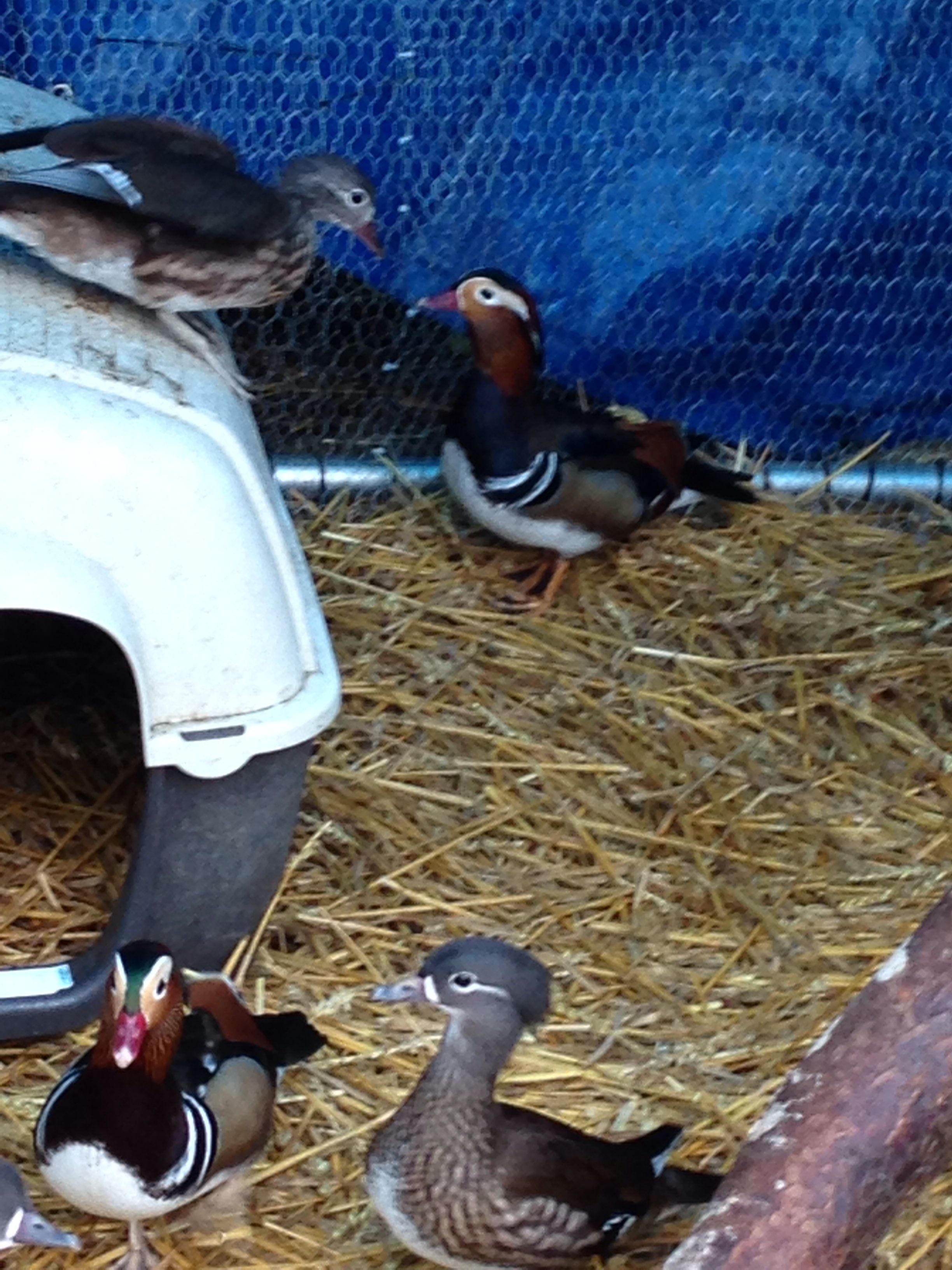 Mandarin pairs