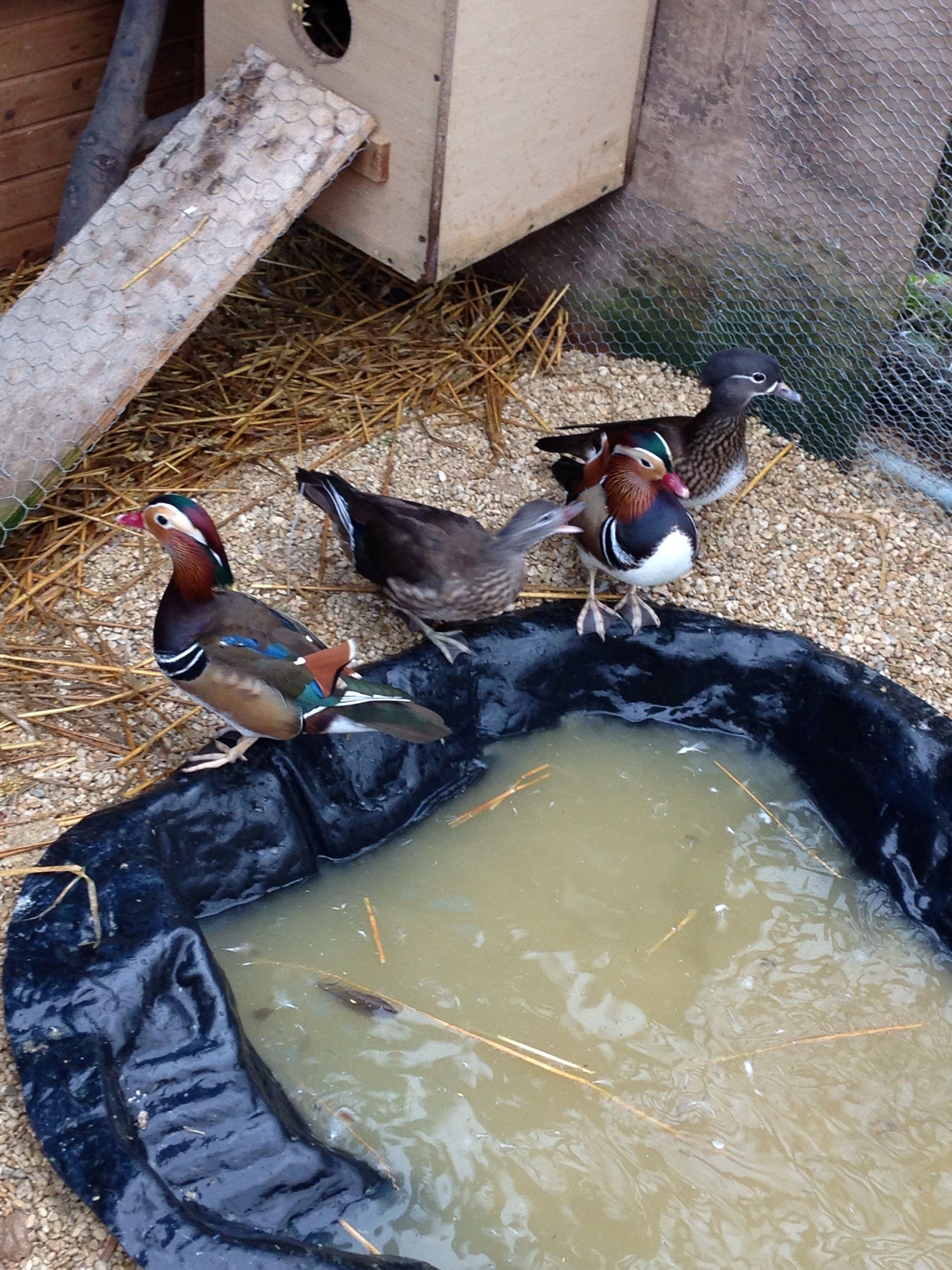 Mandarin pairs