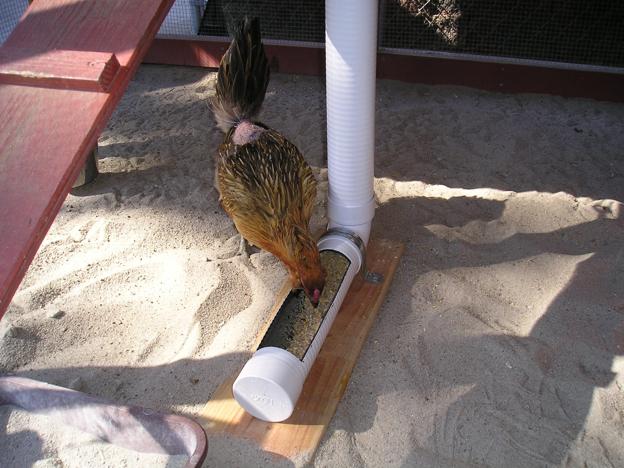 Mandy checking out the new feeder.