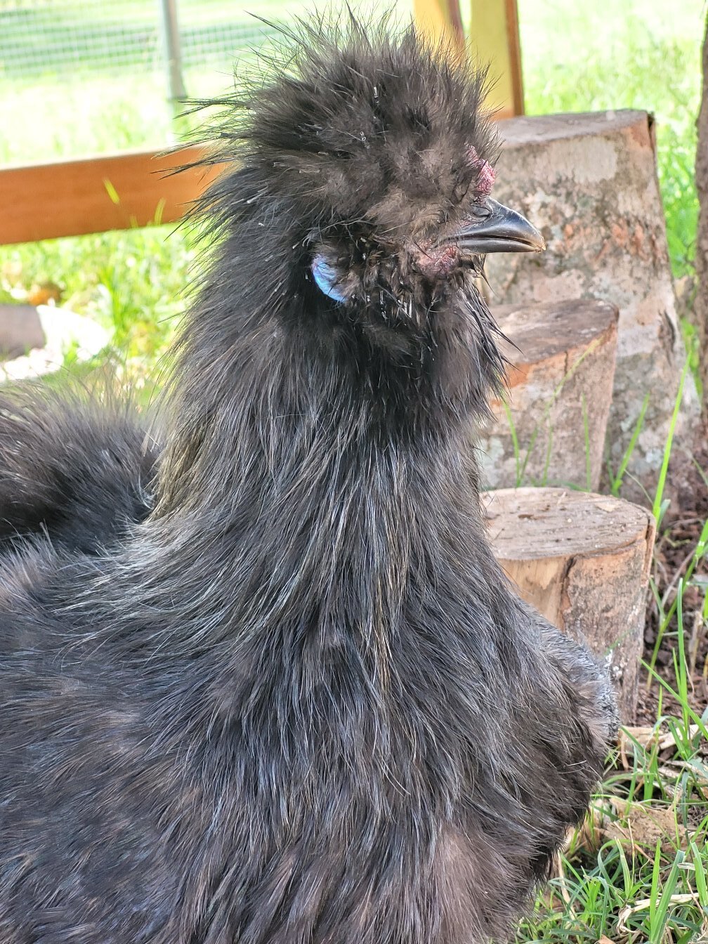 Mango 6mo