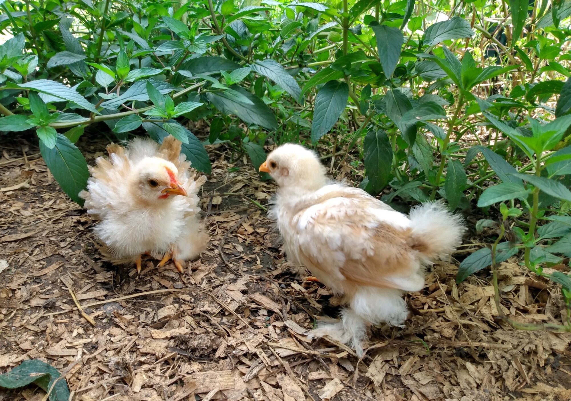 Mango and Papaya 1 month old