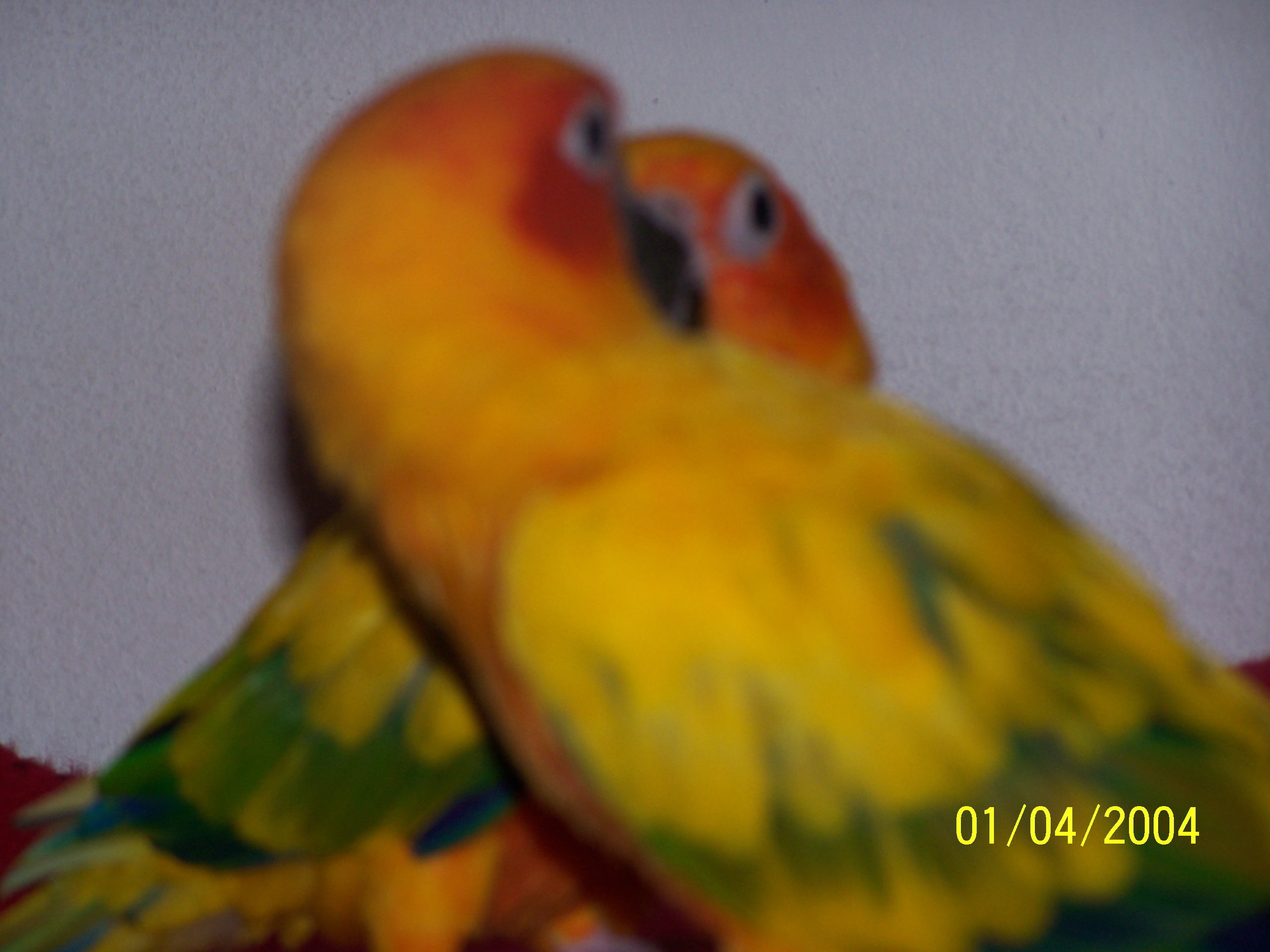 Mango and pineapple