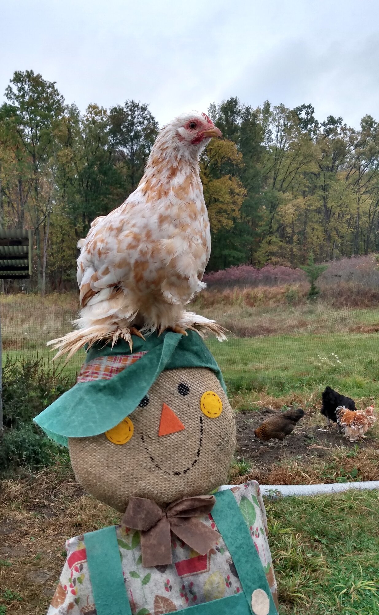 Mango on a scarecrow