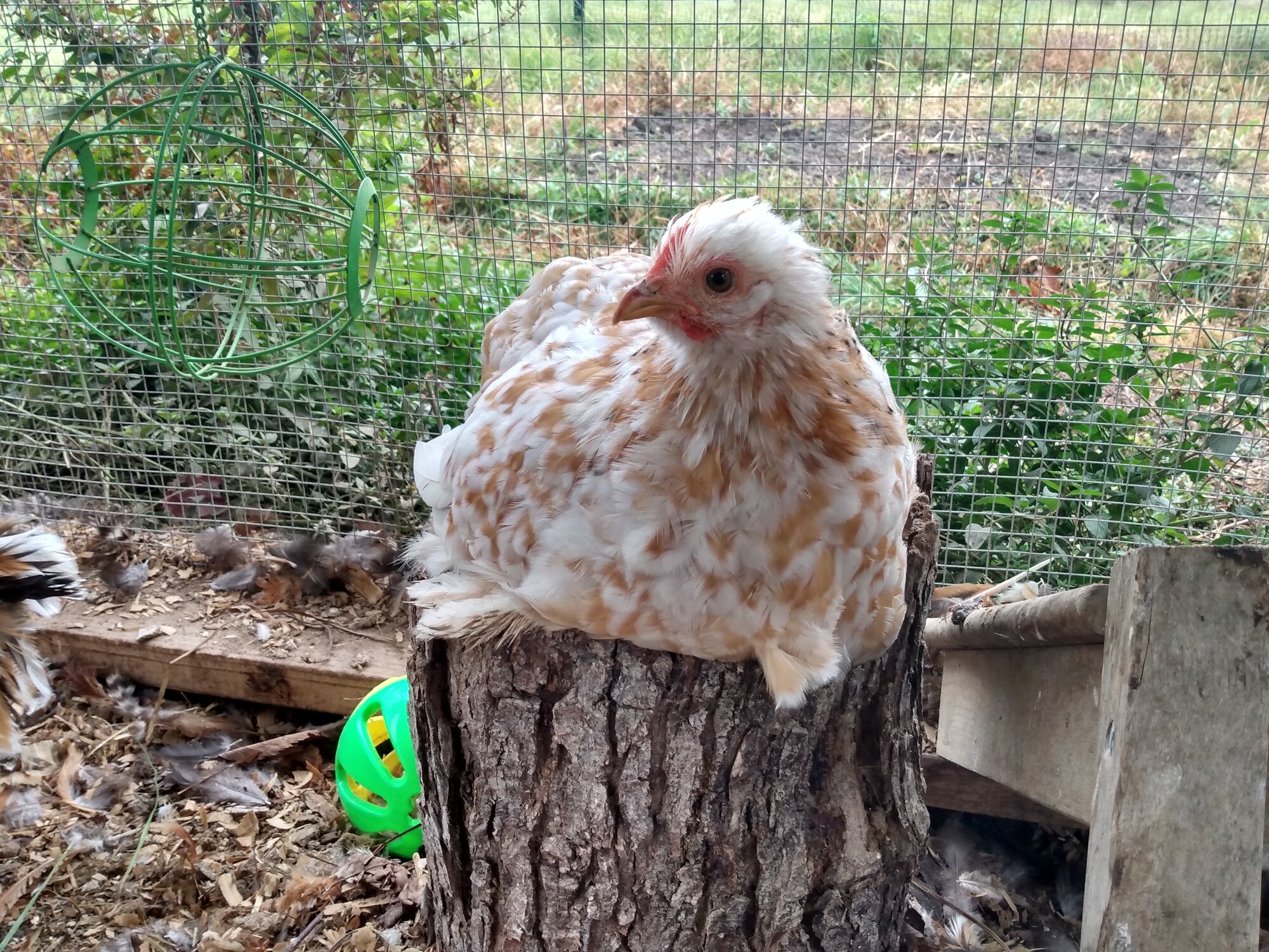 Mango on her stump