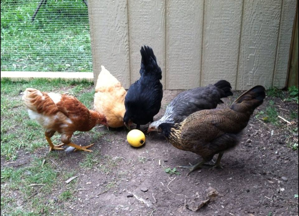 Manna Pro Treat Ball picked up at Tractor Supply Co.