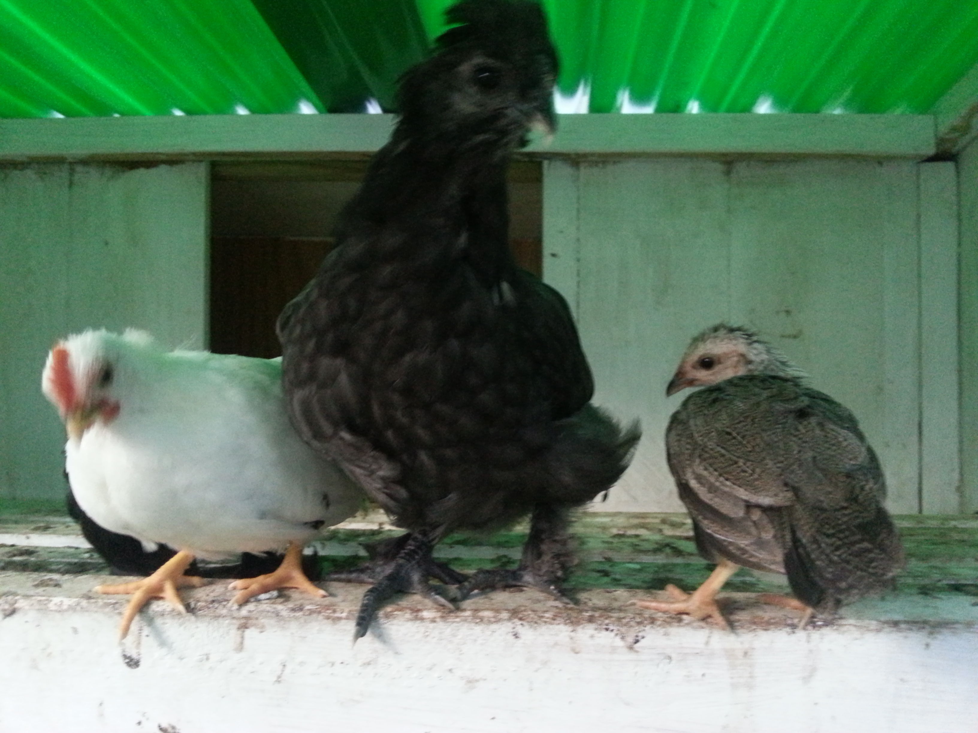 Manny and two of his friends - they are all about 6 weeks old... but he towers over the banties!  On the left is Yelpers... coming into his Rooster good looks quite nicely.  On the right is our sweetest little hen of all, Chipmunk.