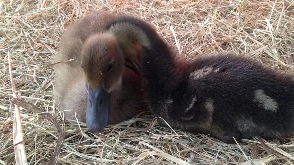 Maple + baby 2. Still deciding on a name for the little Mallard.