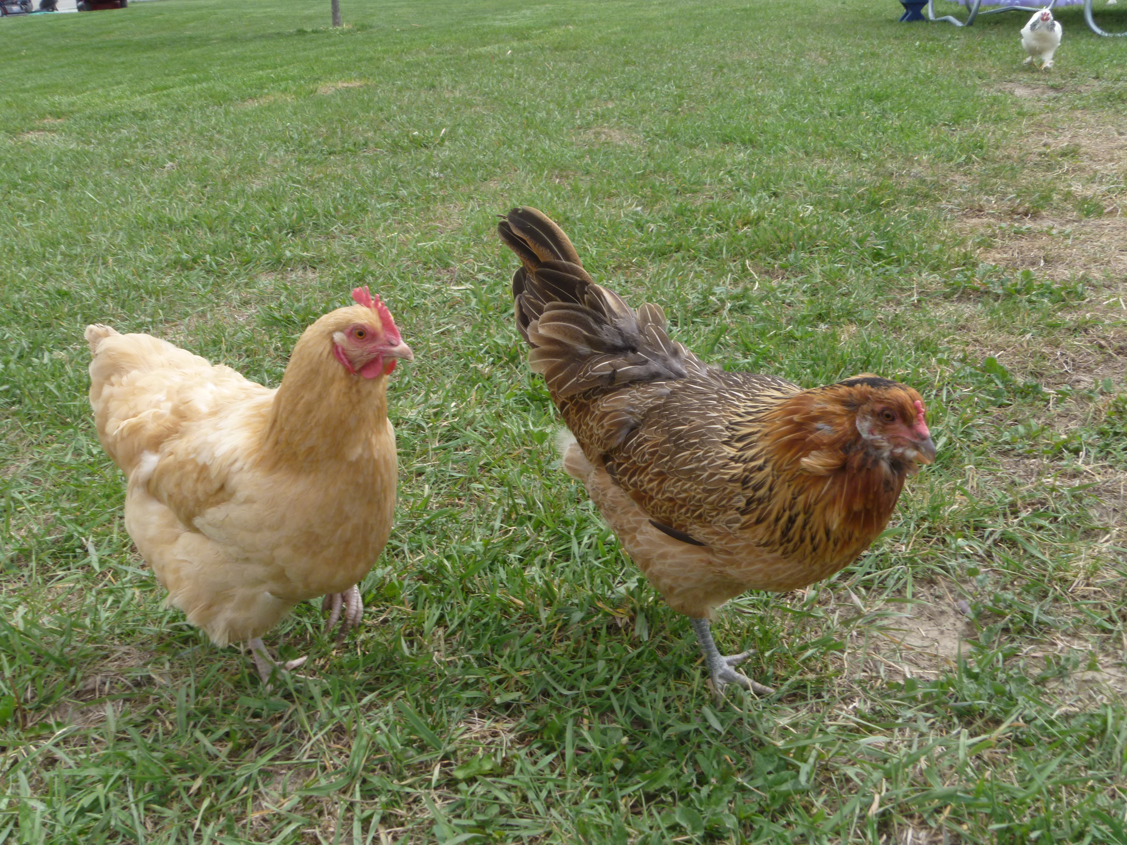 Maple, BO, the flock favorite of the kiddos, lays a large light brown egg and Mermen, EE lays a very light olive egg.