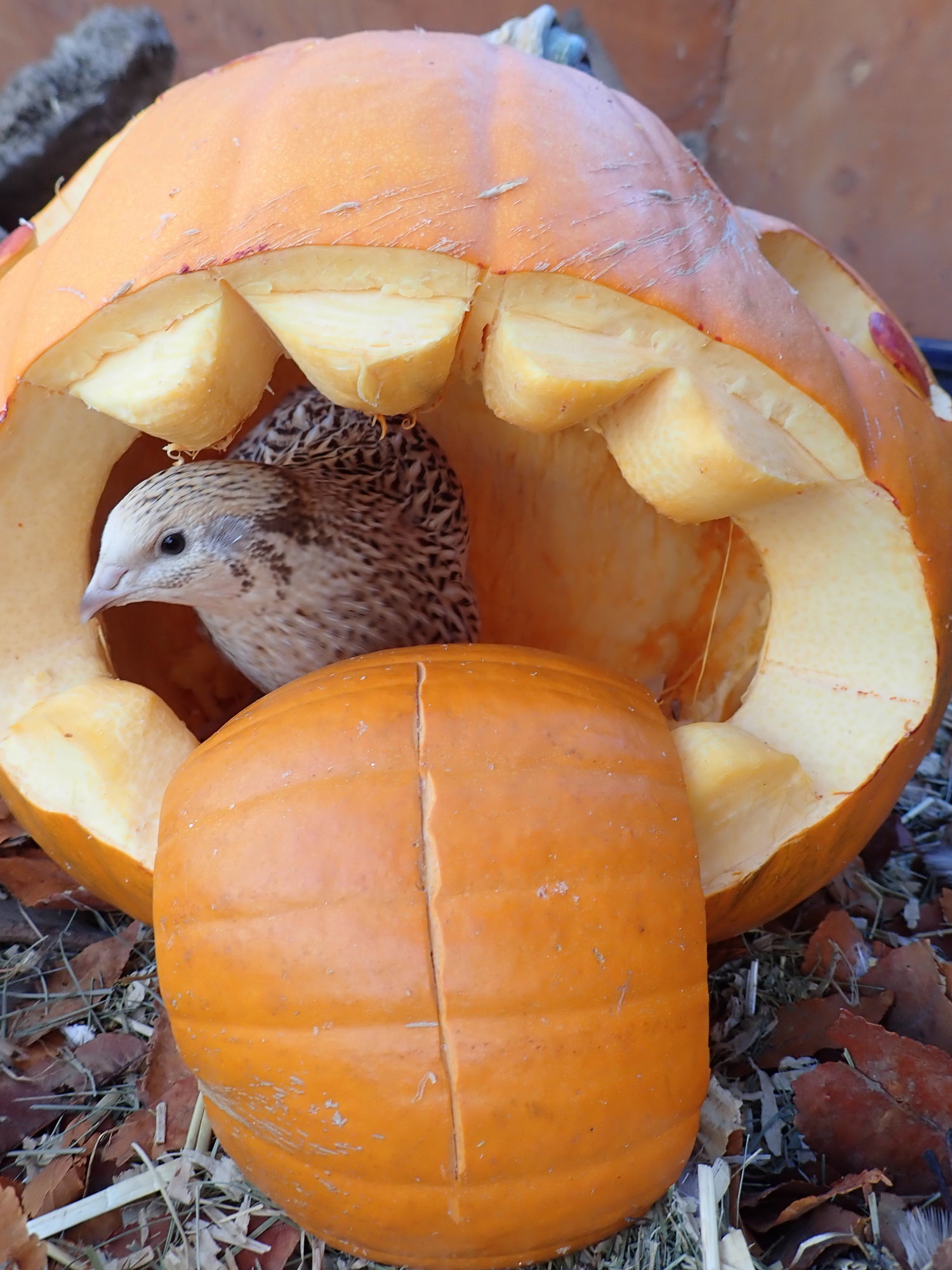 Maple in a pumpkin