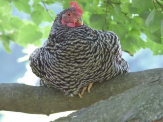 Maple in the Maple