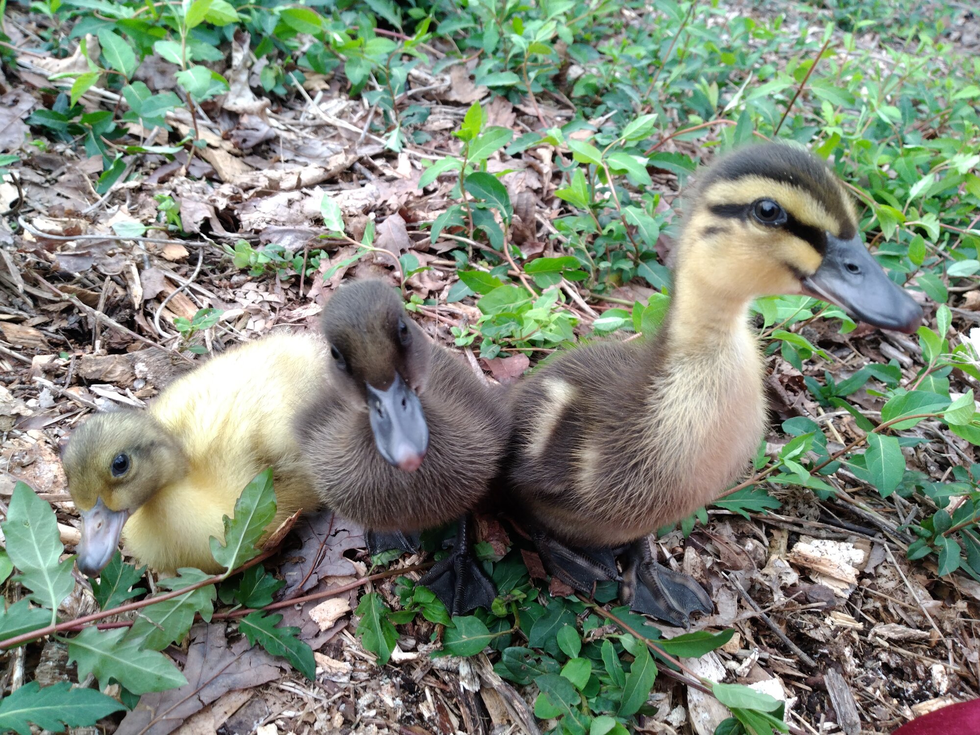 Maple, Oswald, and Belle