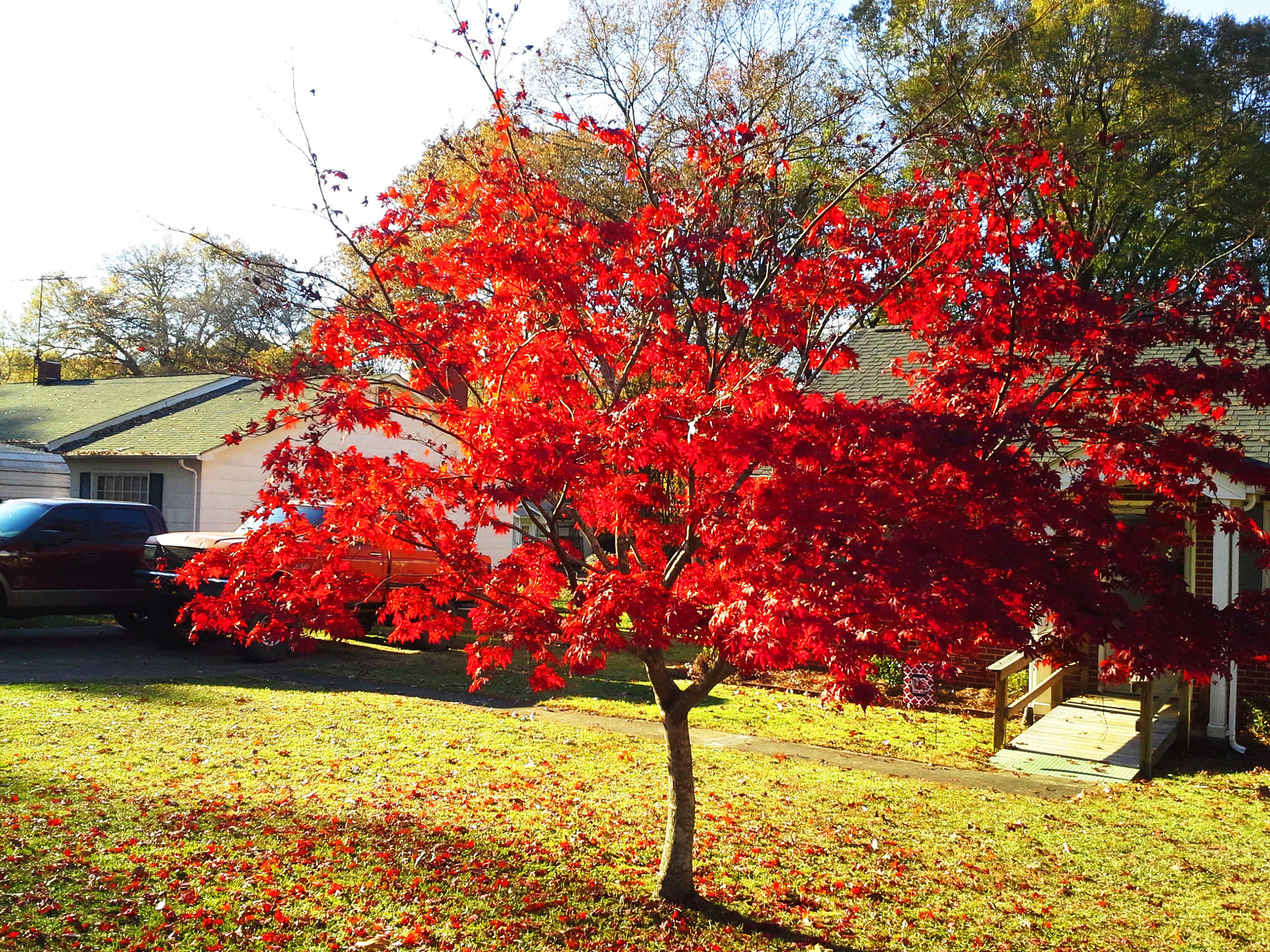 Maple tree last fall 2015.