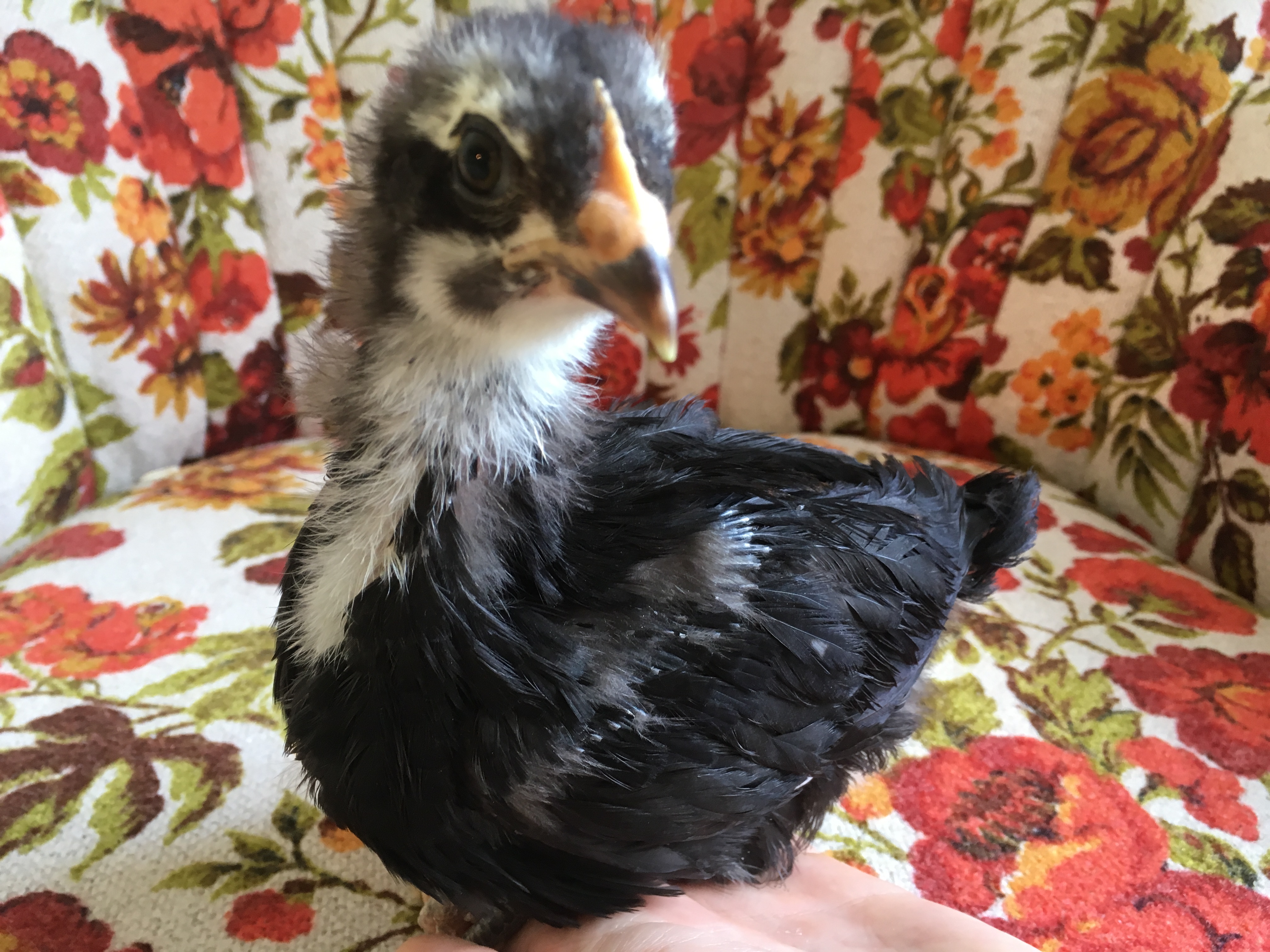 Maran chick