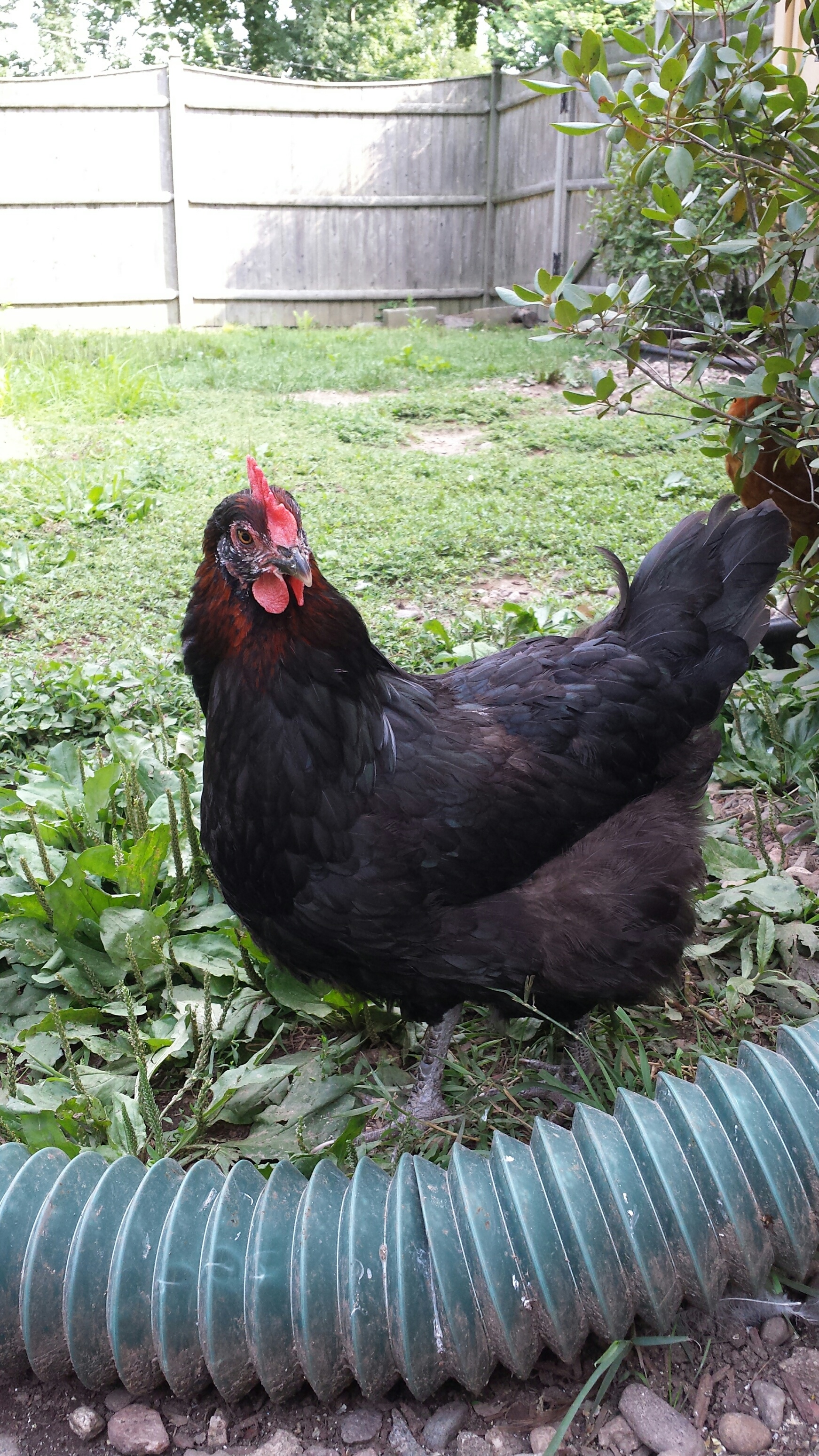 Maranas.... Black copper marans momma.